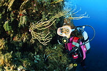 Scuba diver looking at yellow gorgonian Sea fans (Gorgonia sp.) in the entrance of the Alabaster Cave (La Grotta dell'Alabastro), Marina di Camerota, Campania, Italy.