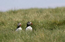Two Atlantic puffins (Fratercula arctica) in clifftop grass, Farne Islands, Northumberland, England, UK.