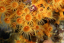 Colony of Astroides (Parazoanthus), Marina di Camerota, Campania, Italy.