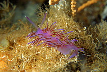 Nudibranch (Hypselodoris valenciennesi) at the entrance of the Alabaster Cave, Marina di Camerota, Campania, Italy.