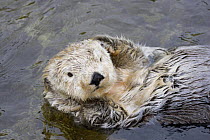 Sea otter (Enhydra lutris) putting his hands behind his head, Monterey, California, USA.