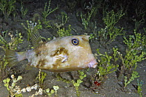 Spiny cowfish / Roundbelly trunkfish (Lactoria diaphana), amongst calcareous halimeda algae (Halimeda opuntia), Hawaii.