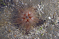 Blue-spotted sea urchin (Astropyga radiata), Hawaii.