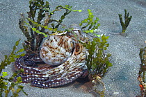 Common reef / Day octopus (Octopus cyanea) hiding on the seabed in calcareous halimeda algae (Halimeda opuntia), Hawaii.
