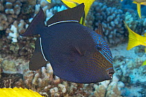 Black triggerfish / Durgon (Melichthys niger), Hawaii.