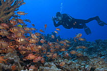 Diver with camera and schooling bigscale soldierfish (Myripristis berndti), Maui, Hawaii.