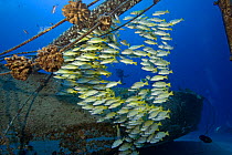 Scuba diver and schooling bluestripe snapper (Lutjanus kasmira) on a wreck off Kailua-Kona, Hawaii.