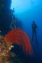 Whip coral {Gorgonacea} and diver, Indonesia.