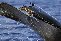 Humpback whale (Megaptera novaeangliae) tail with acorn barnacles (Coronula diaderma) and goose neck barnacles (Conchorderma auritum) attached, Hawaii.