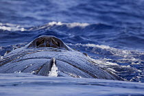 Blowhole of Humpback whale (Megaptera novaeangliae), Hawaii.