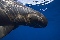 Pygmy killer whale (Feresa attenuata) also known as the slender blackfish or the slender pilot whale, Hawaii.