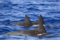 Dorsal fins of three pygmy killer whales (Feresa attenuata) also known as the slender blackfish or the slender pilot whale, Hawaii.