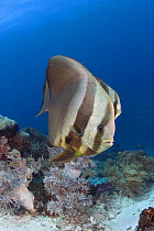 Pair of circular batfish (Platax orbicularis), Indonesia.