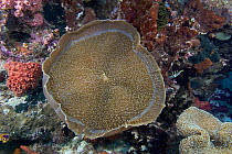 Corallimorpharian (Amplexidiscus fenestrafer), Indonesia.