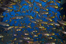 School of Pygmy / Yellow glassy sweepers (Parapriacanthus ransonneti), Indonesia.