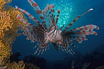 Lionfish (Pterois volitans), Indonesia.