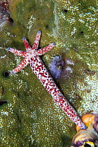 Seastar / starfish (Linckia multifora) regenerating itself from a single arm, Indonesia.