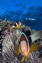 Clark's anemonefish (Amphiprion clarkii) and scuba diver, Indonesia.
