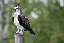 Osprey (Pandion haliaetus) on post, Kangasala, Finland.