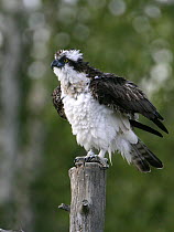 Osprey (Pandion haliaetus) on post with raised wings. Kangasala, Finland.