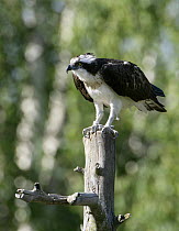 Osprey (Pandion haliaetus) on post, Kangasala, Finland.