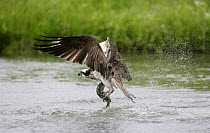 Osprey (Pandion haliaetus) flying off after hooking a trout in its talons, Kangasala, Finland.