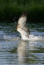 Osprey (Pandion haliaetus) diving below the surface of the water to catch a fish, Kangasala, Finland.