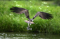 Osprey (Pandion haliaetus) flying off after hooking a trout in its talons, Kangasala, Finland.