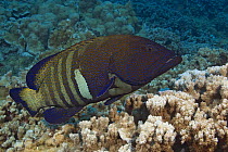 Peacock grouper (Cephalopholis argus), Maui, Hawaii.