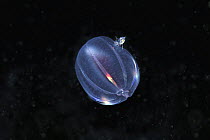 Tiny amphipod riding on a sea gooseberry (Pleurobrachia bachei), also known as a comb jelly, British Columbia, Canada.