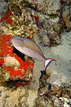 Blue-lined triggerfish (Xanthichthys caeruleolineatus), Hawaii.