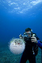 Scuba diver photographing spotted porcupinefish (Diodon hystrix), Hawaii.