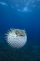 Inflated spotted porcupinefish (Diodon hystrix), Maui, Hawaii.