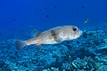 Spotted porcupinefish (Diodon hystrix), Maui, Hawaii. Porcupinefish are also known as blowfish, balloonfish or globefish.
