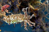 Papuan cuttlefish (Sepia papuensis), Malaysia.