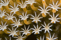 Close-up of leather coral polyps (Sarcophyton sp.), Malaysia.