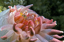 Clown / Candy stripe shrimp (Lebbius grandimanus) on Rose / Crimson anemone (Cribrinopsis fernaldi) with eggs visible in the transparent tips of its tentacles, British Columbia, Canada.