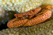 Yellow spotted guard crab (Trapezia flavopunctata) amongst Antler coral (Pocillopora eydouxi), Hawaii.