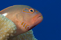 Arc-eye hawkfish (Paracirrhites arcatus), Hawaii.