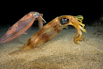 Pair of oval squid (Sepioteuthis lessoniana), Hawaii.