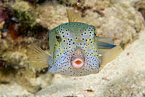 Cube / Yellow boxfish (Ostracion cubicus), Sipidan Island, Malaysia.