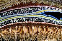 Close-up of the brightly coloured mantle and rows of minute eyes on a coral-boring scallop (Pedum spondyloideum / spondyloideum), Mabul Island, Malaysia.