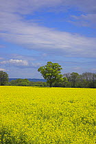 Oil seed rape (Brassica napus) flowers in field, Hampshire. May 2006.