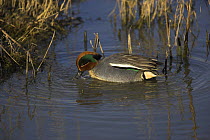 Common teal (Anas crecca) feeding among reeds in Hampshire, England, UK.