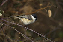 Marsh Tit (Poecile palustris) perched on thorny branch, Hampshire, England.