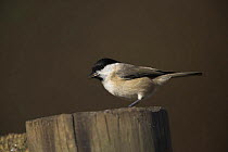Marsh Tit (Poecile palustris) perched on wooden post in Hampshire, England.