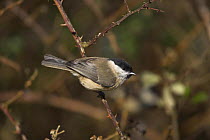 Marsh Tit (Poecile palustris) perched on a thorny branch in Hampshire, England.