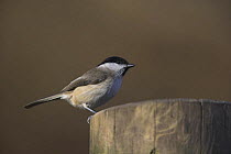 Marsh Tit (Poecile palustris) perched on wooden post, Hampshire, England.