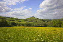 Colmers Hill near Bridport, Dorset, with Butter Cups (Ranunculus sp) in the foreground. May 2005.