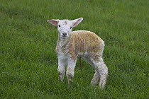 Newly born lamb (Ovis aries) on grass, Dorset.